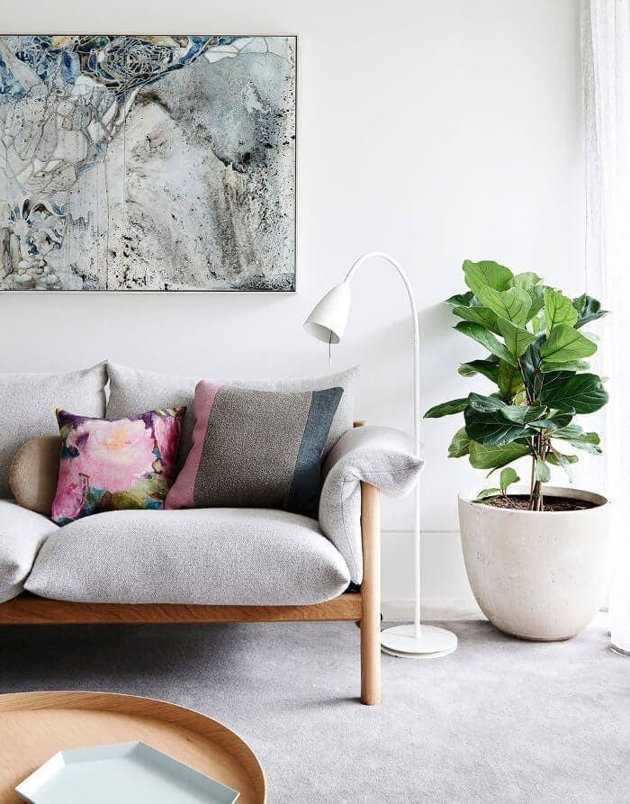 Indoor Plants - Indoro plant styling on TLC Interiors